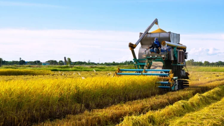 Harvesting rice